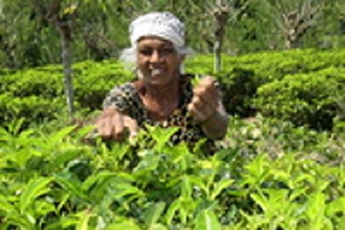 Matcha-Tee Pulver 500g - aus natürlichem Anbau - Premium Qualität auch zum kochen & backen und für grüne Smoothies